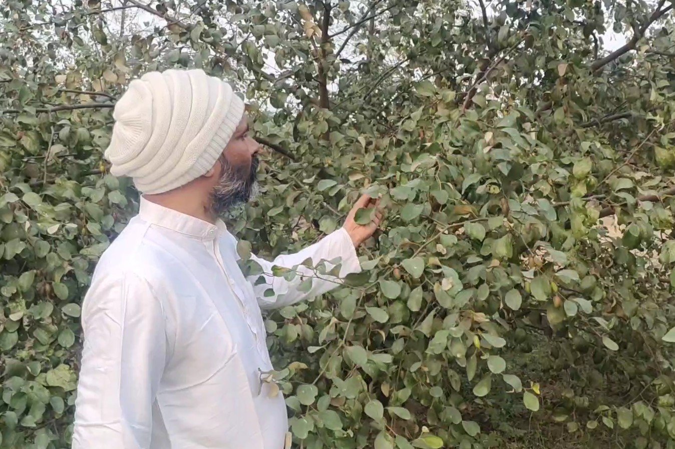 Kashmiri Red Apple Ber Cultivation: ਕਿਸਾਨਾਂ ਨੂੰ ਮਾਲਾਮਾਲ ਬਣਾ ਰਿਹਾ ਕਸ਼ਮੀਰੀ ਐਪਲ ਬੇਰ, ਕਰਨਾਲ ਦਾ ਕਿਸਾਨ ਜੈਵਿਕ ਖੇਤੀ ਕਰਕੇ ਕਮਾ ਰਿਹਾ ਲੱਖਾਂ ਰੁਪਏ