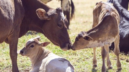 ਬਰੂਸੈਲੋਸਿਸ: ਜਾਨਵਰਾਂ ਵਿੱਚ ਗਰਭਪਾਤ ਅਤੇ ਆਰਥਿਕ ਨੁਕਸਾਨ ਦਾ ਕਾਰਨ, ਜਾਣੋ ਰੋਕਥਾਮ ਦੇ ਉਪਾਅ