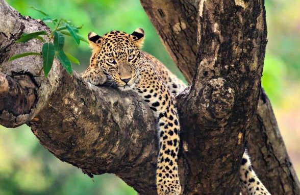 ਧੌਲਾ ਸਿੱਧ ਪ੍ਰੋਜੈਕਟ ਦੇ ਡੈਮ ਸਾਈਟ ‘ਤੇ ਦਿਸਿਆ ਚੀਤਾ, ਮਜ਼ਦੂਰਾਂ ‘ਚ ਦਹਿਸ਼ਤ