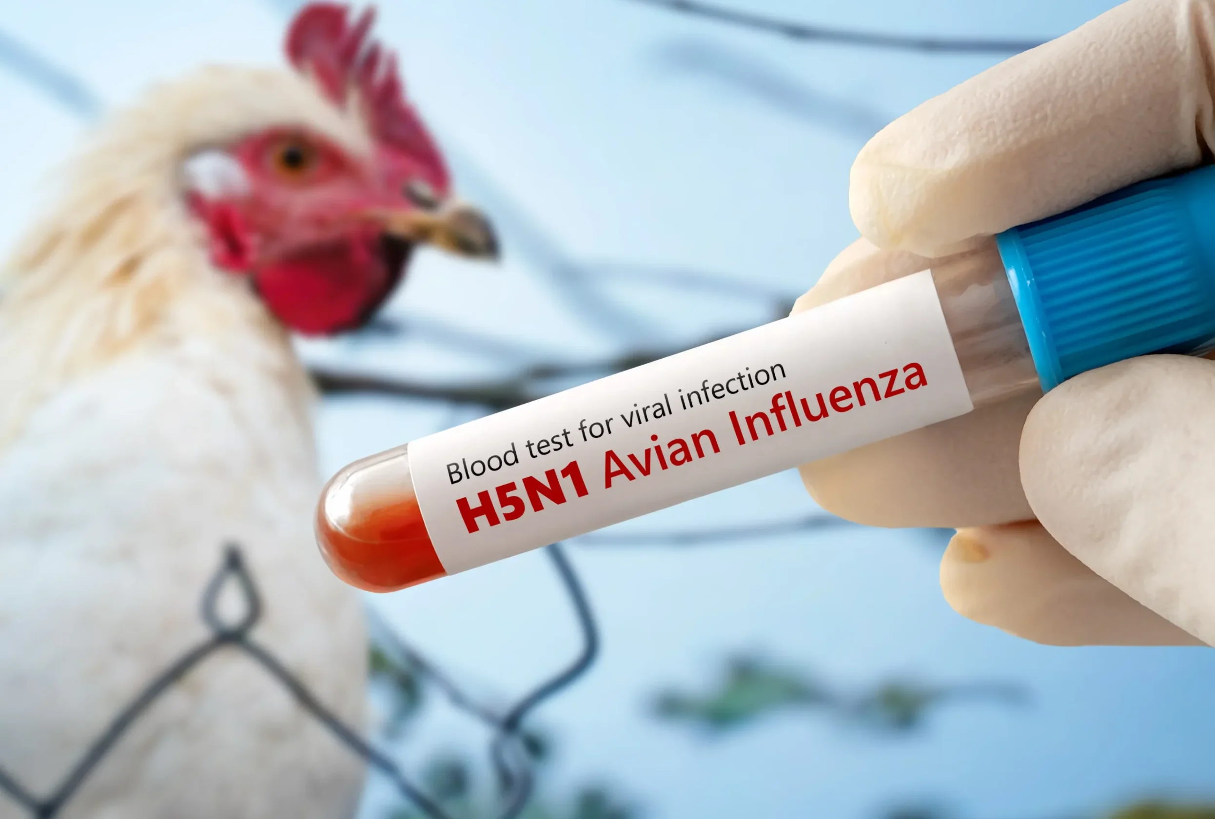 Warning ! ਫੈਲ ਰਿਹਾ ਹੈ Bird Flu, ਜਾਨਵਰਾਂ ‘ਤੇ ਵੀ ਪੈ ਰਹੀ ਹੈ ਪ੍ਰਭਾਵ, ਸਮਝੋ ਕਾਰਣ