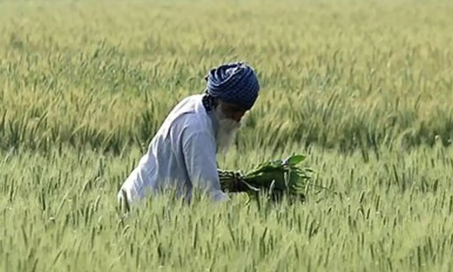 ਪੰਜਾਬ ਦਾ ਹਰ ਕਿਸਾਨ ਪਰਿਵਾਰ ਦੋ ਲੱਖ ਰੁਪਏ ਤੋਂ ਵੱਧ ਦਾ ਕਰਜ਼ਈ ਪੰਜਾਬ ਦਾ ਹਰ ਕਿਸਾਨ ਪਰਿਵਾਰ ਦੋ ਲੱਖ ਰੁਪਏ ਤੋਂ ਵੱਧ ਦਾ ਕਰਜ਼ਈ