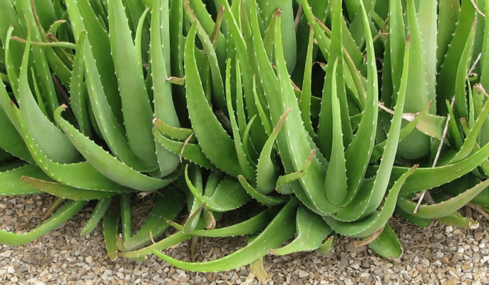 Aloe Vera Farming Tips: ਇਸ ਤਰ੍ਹਾਂ ਸ਼ੁਰੂ ਕਰੋ ਐਲੋਵੇਰਾ ਦੀ ਖੇਤੀ, ਸਿਰਫ਼ ਇੱਕ ਹੈਕਟੇਅਰ ਤੋਂ ₹10 ਲੱਖ ਤੱਕ ਕਮਾਓ