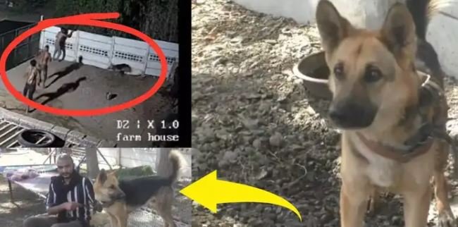 ਮੋਰਬੀ ਵਿੱਚ ਕੁੱਤੇ ਨੇ ਦਿਖਾਈ ਵਫ਼ਾਦਾਰੀ, ਮਾਲਕ ਦੀ ਬਚਾਈ ਜਾਨ ਤੇ ਹਮਲਾਵਰਾਂ ਨੂੰ ਹਰਾਇਆ