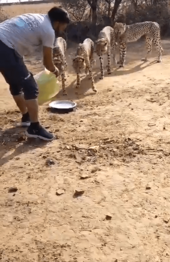 Viral video ; ਨੈਸ਼ਨਲ ਪਾਰਕ ਦੇ 5 ਚੀਤਿਆਂ ਨੂੰ ਪਾਣੀ ਪਿਲਾਉਂਦਾ ਦੇਖਿਆ ਆਦਮੀ, ਹੈਰਾਨ ਰਹਿ ਜਾਵੋਗੇ