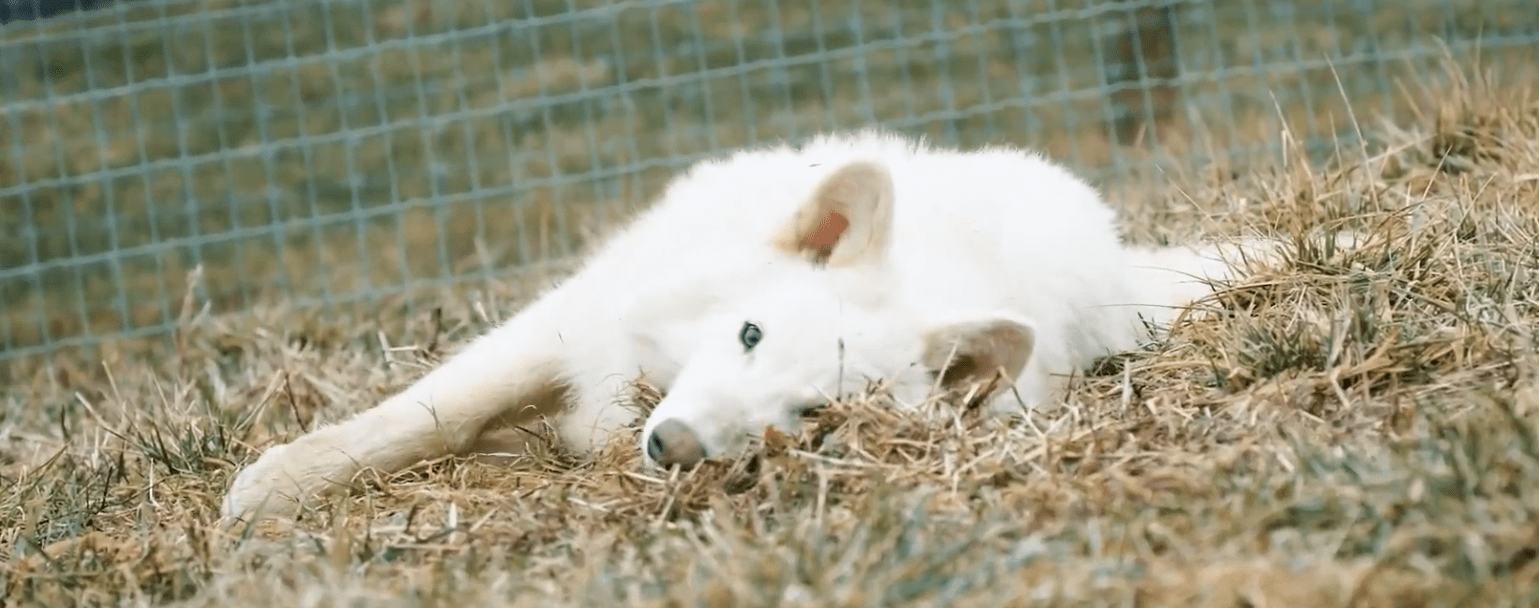 The Dire Wolf Again ; ਵਿਗਿਆਨ ਜਾਂ ਚਮਤਕਾਰ! ਹਜ਼ਾਰਾਂ ਸਾਲ ਪਹਿਲਾਂ ਧਰਤੀ ਤੋਂ ਅਲੋਪ ਹੋ ਗਿਆ ਡਾਇਰ ਵੁਲਫ ਆਇਆ ਦੁਬਾਰਾ ਵਾਪਸ