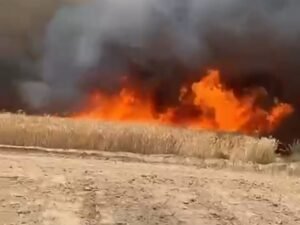 Wheat burned to ashes