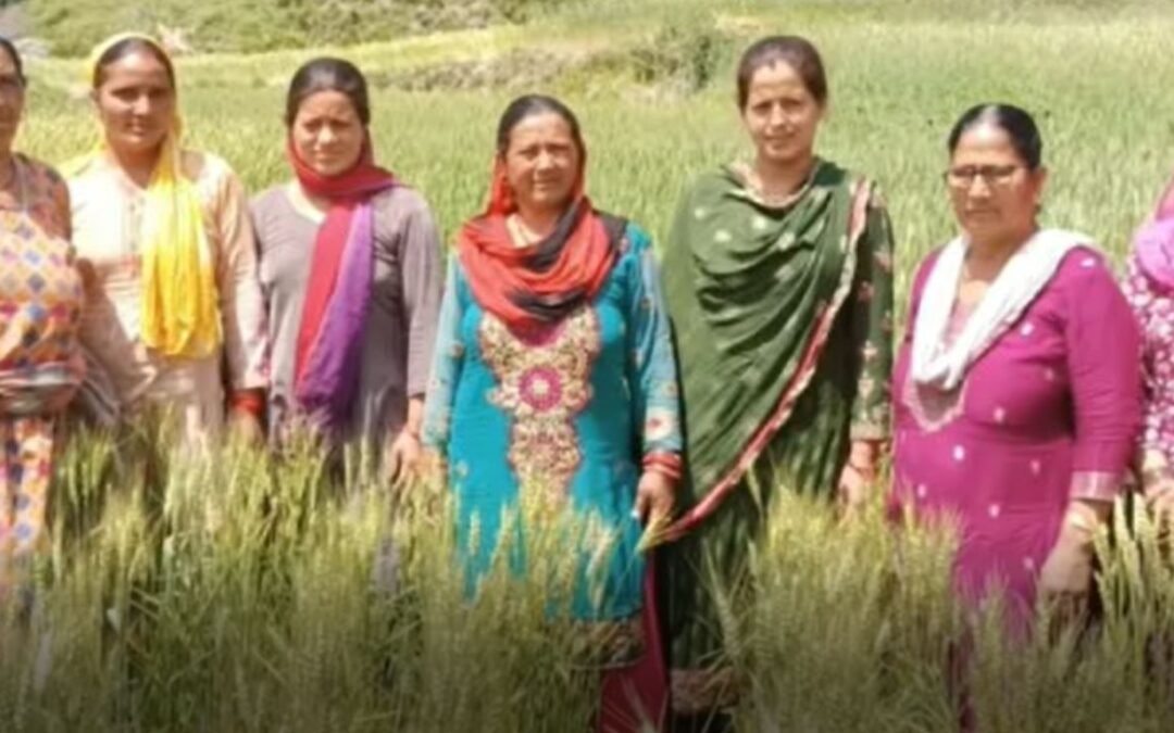 ਇੱਕ ਮਾਡਲ ਵਜੋਂ ਉੱਭਰਿਆ ਕਧਾਰ ਪਿੰਡ, ਔਰਤਾਂ ਤੋਂ ਪ੍ਰੇਰਿਤ ਹੋ ਕੇ ਲੋਕ ਕੁਦਰਤੀ ਤਰੀਕਿਆਂ ਨਾਲ ਉਗਾ ਰਹੇ ਰਵਾਇਤੀ ਫਸਲਾਂ