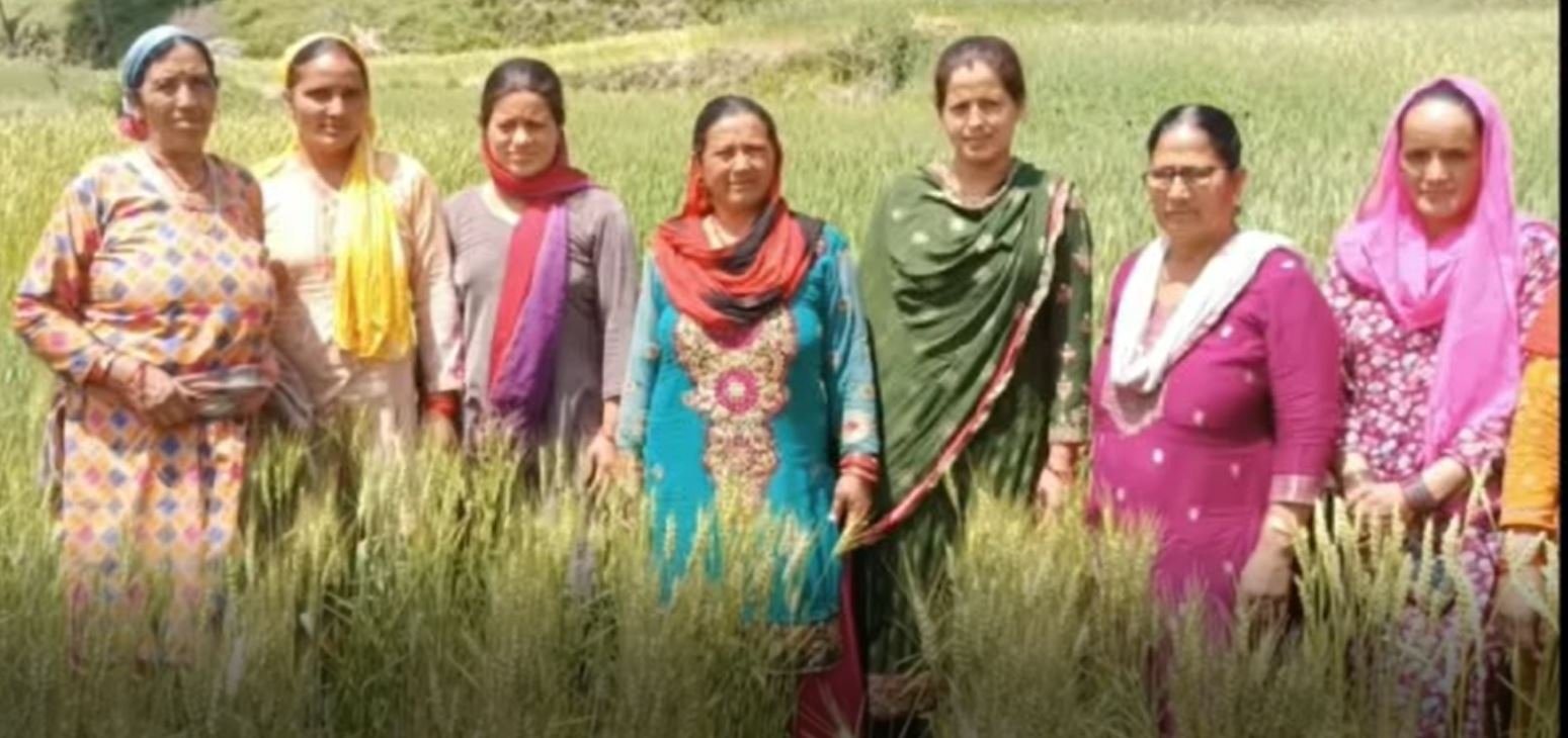ਇੱਕ ਮਾਡਲ ਵਜੋਂ ਉੱਭਰਿਆ ਕਧਾਰ ਪਿੰਡ, ਔਰਤਾਂ ਤੋਂ ਪ੍ਰੇਰਿਤ ਹੋ ਕੇ ਲੋਕ ਕੁਦਰਤੀ ਤਰੀਕਿਆਂ ਨਾਲ ਉਗਾ ਰਹੇ ਰਵਾਇਤੀ ਫਸਲਾਂ