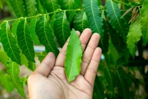 Neem benefits of chewing neem leaves