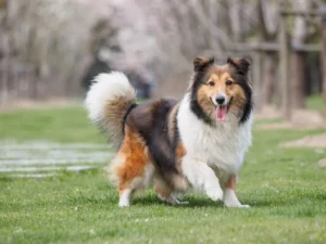sheltie-dog-standing-in-grass