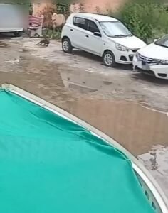 Viral Video Dog Vs Horse