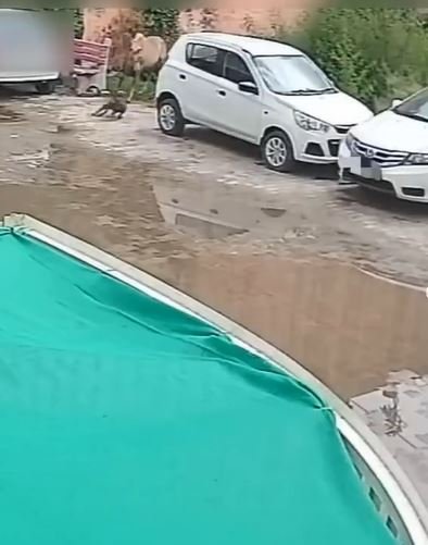 ਬਿਨਾ ਮਤਲਬ ਘੋੜੇ ਤੇ ਦਾਦਾਗੀਰੀ ਦਿਖਾ ਰਿਹਾ ਸੀ ਪਿੱਟਪੁਲ, ਫਿਰ ਜਾਨਵਰ ਨੇ ਦਿਖਾਈ Horse Power ਜਾਨ ਬਚਾਕੇ ਭੱਜਿਆ ਕੁੱਤਾ