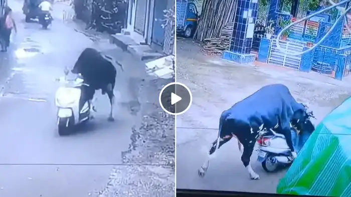 Trending News ; ਸੜਕ ਕਿਨਾਰੇ ਖੜ੍ਹੇ ਸਕੂਟਰ ‘ਤੇ ਚੜ੍ਹਿਆ ਜਾਨਵਰ , ਫਿਰ ਇੰਨੀ ਤੇਜ਼ੀ ਨਾਲ ਦੌੜਿਆ ; ਪਲ CCTV ਵਿੱਚ ਹੋਇਆ ਕੈਦ