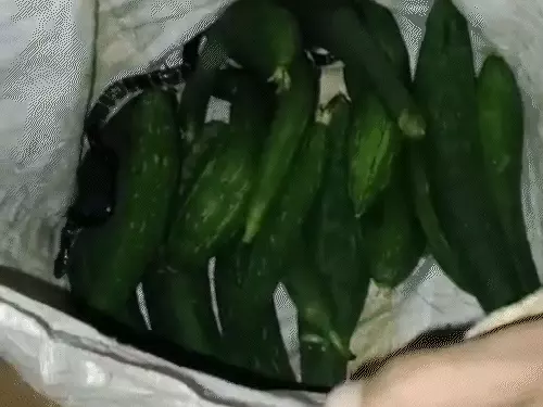 ਸਬਜ਼ੀ ਦੇ ਥੈਲੇ ਵਿੱਚ ਕੁੰਡਲੀ ਮਾਰ ਕੇ ਬੈਠਾ ਸੀ ਸੱਪ, ਪਤੀ ਬਾਜ਼ਾਰ ਤੋਂ ਸਬਜ਼ੀਆਂ ਲੈ ਕੇ ਪਰਤਿਆ ਸੀ ਘਰ