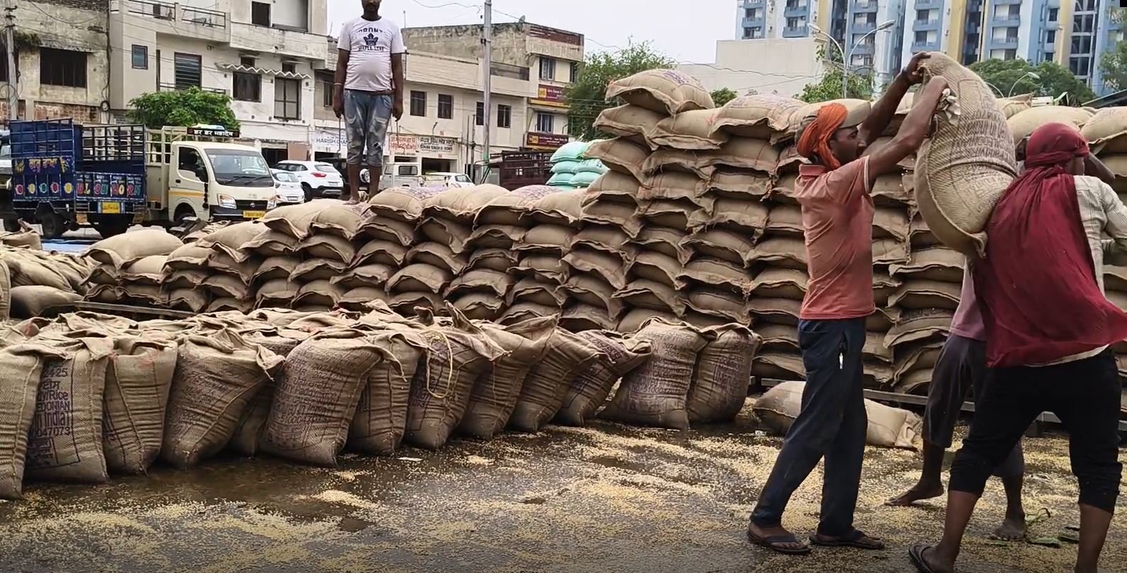 ਮੰਡੀ ‘ਚ ਮੀਂਹ ਦੇ ਮੌਸਮ ਵਿਚਕਾਰ ਢੁਕਵੇਂ ਪ੍ਰਬੰਧ ਦੀ ਕਮੀ ਦੀ ਭੇਟ ਚੜਿਆ ਲੱਖਾਂ ਦਾ ਅਨਾਜ਼