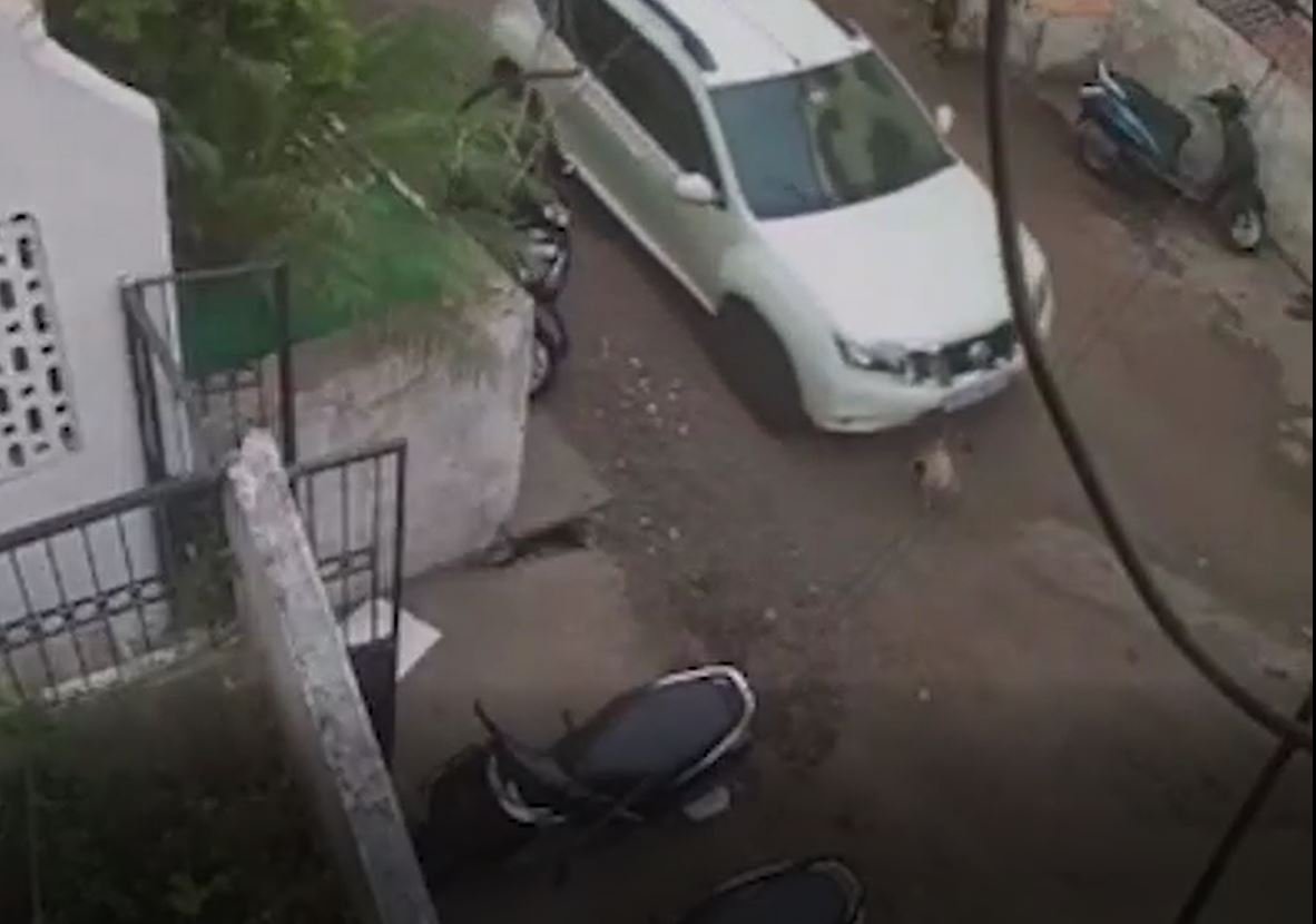 महिला ने SUV से स्ट्रीट डॉग को कुचला, घटना CCTV में कैद