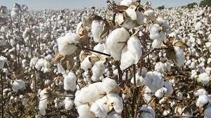 ਪੰਜਾਬ ‘ਚ ਨਰਮੇ ਦੀ ਕਾਸ਼ਤ ਹੇਠ ਰਕਬੇ ‘ਚ 20 ਫੀਸਦੀ ਵਾਧਾ, 2.98 ਲੱਖ ਏਕੜ ‘ਚ ਹੋਈ ਬਿਜਾਈ: ਖੁੱਡੀਆਂ