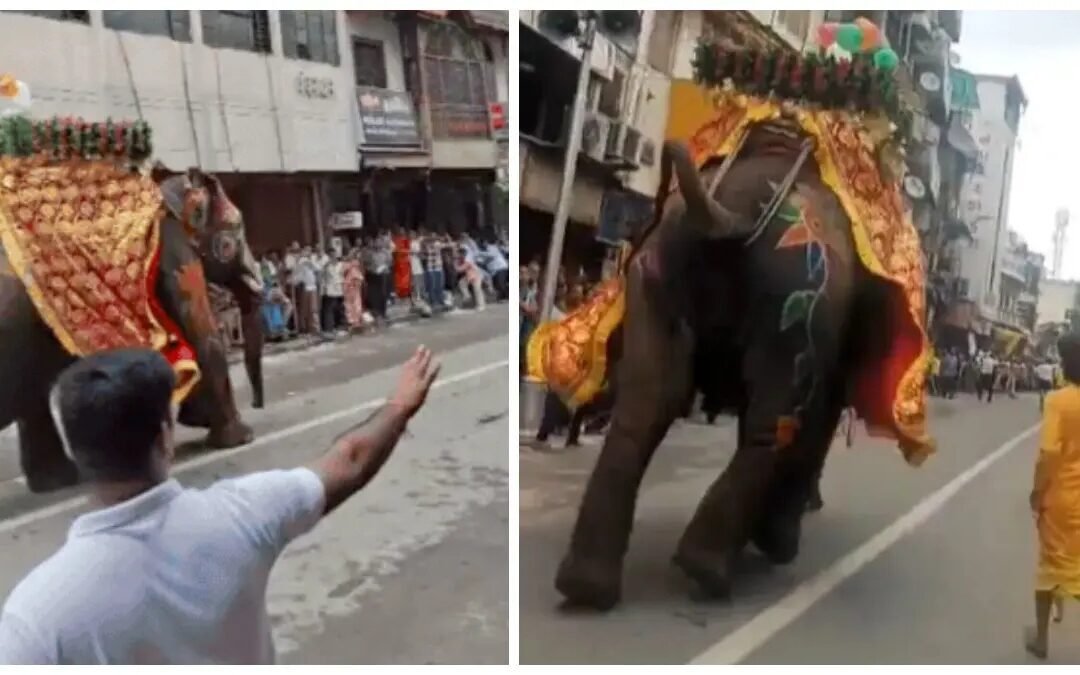जगन्नाथ यात्रा में DJ की आवाज से बेकाबू हुए 3 हाथी, मची अफरातफरी