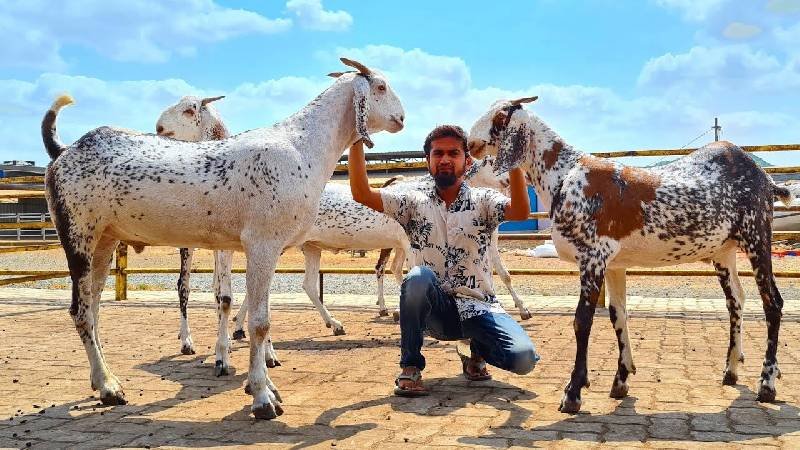 ਰਾਜਸਥਾਨ ਦੇ ਬੱਕਰਿਆ ਨੂੰ ਲੱਖਾਂ ‘ਚ ਕਿਉਂ ਖਰੀਦ ਰਹੇ ਹਨ ਦੁਬਈ ਦੇ ਸ਼ੇਖ, ਆਖ਼ਿਰ ਇਹਨਾਂ ‘ਚ ਕੀ ਹੈ ਅਜਿਹਾ ਖ਼ਾਸ ?