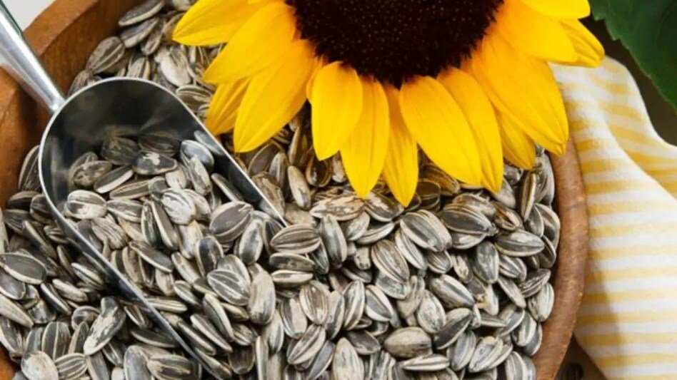 ਹਰਿਆਣਾ ਦੇ ਪੰਜ ਜ਼ਿਲ੍ਹਿਆਂ ਦੀਆਂ 17 ਮੰਡੀਆਂ ਵਿੱਚ ਸੂਰਜਮੁਖੀ ਦੀ ਖਰੀਦ ਸ਼ੁਰੂ