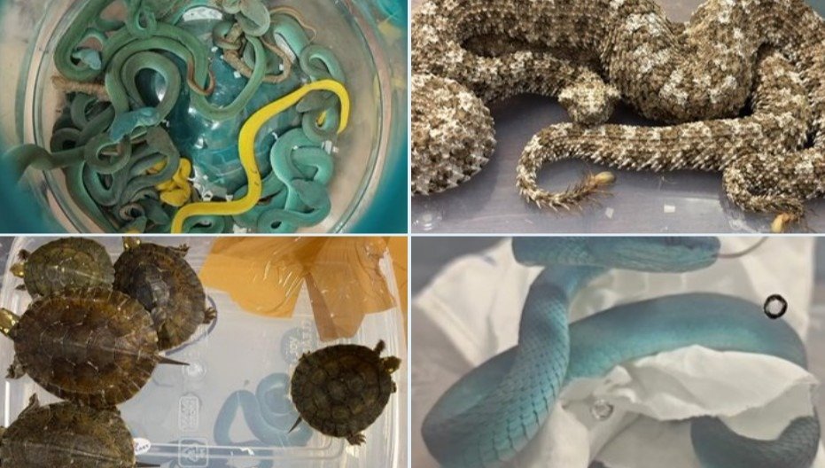 ਮੁੰਬਈ ਕਸਟਮ ਨੇ ਕੀਤਾ ਜੰਗਲੀ ਜੀਵਾਂ ਦੀ ਵੱਡੀ ਤਸਕਰੀ ਦਾ ਪਰਦਾਫਾਸ਼, 52 ਵਿਦੇਸ਼ੀ ਸੱਪ ਜ਼ਬਤ, ਬੈਂਕਾਕ ਤੋਂ ਆਇਆ ਯਾਤਰੀ ਗ੍ਰਿਫ਼ਤਾਰ