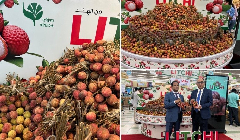 ਹੁਣ ਦੁਬਈ ਤੇ ਕਤਰ ਦੇ ਸ਼ੇਖ ਚੱਖਣਗੇ ਪਠਾਨਕੋਟ ਦੀ ਗੁਲਾਬ ਦੀ ਖੁਸ਼ਬੂ ਵਾਲੀ ਲੀਚੀ ਦਾ ਸੁਆਦ, 1.5 ਮੀਟ੍ਰਿਕ ਟਨ ਦੀ ਪਹਿਲੀ ਖੇਪ ਰਵਾਨਾ