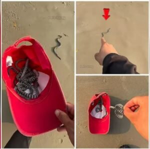 Man saves sea snakes
