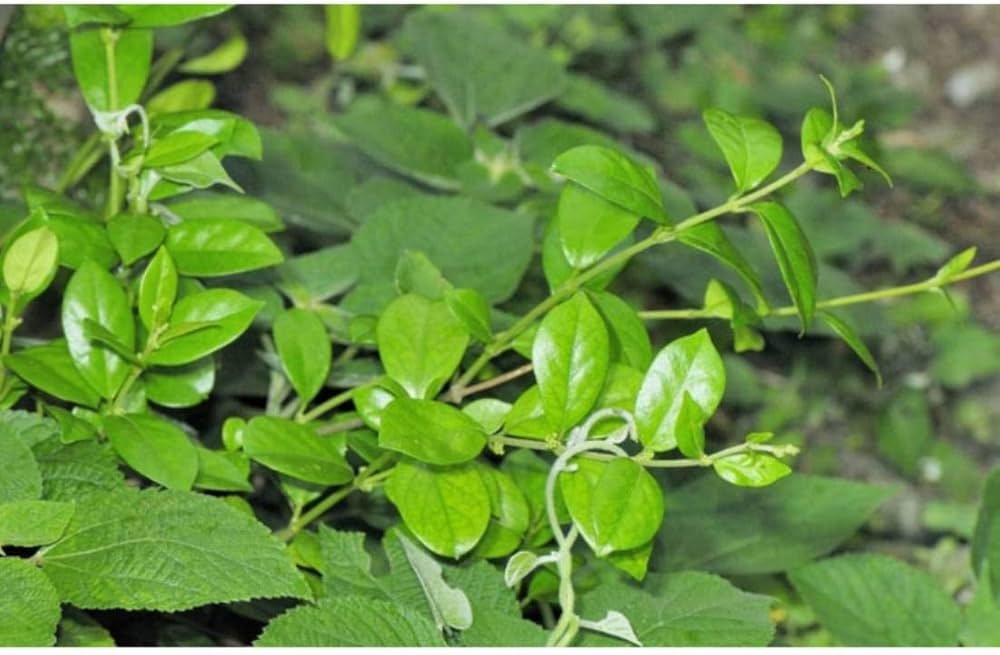 ਡਾਇਬਟੀਜ਼ ਦੇ ਮਰੀਜ਼ਾਂ ਲਈ ਦਵਾਈ ਹੈ ਸ਼ੂਗਰ ਡਿਸਟ੍ਰੋਇਰ ਇਹ ਪੌਦਾ, ਜਾਣੋ ਕੀ-ਕੀ ਮਿਲੇਗਾ ਫਾਇਦਾ