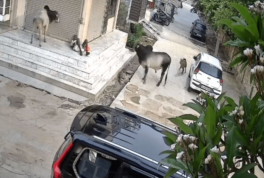 Latest News: ਕੋਟਾ ਵਿੱਚ ਬਲਦਾਂ ਦੀ ਲੜਾਈ ਵਿੱਚ ਬਜ਼ੁਰਗ ਵਿਅਕਤੀ ਦੀ ਹੋਈ ਮੌਤ