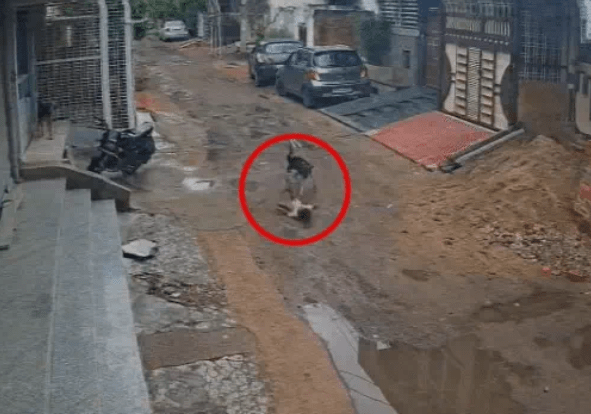 Rajasthan News: ਕੁੱਤਿਆਂ ਨੇ ਡੇਢ ਸਾਲ ਦੇ ਬੱਚੇ ਤੇ ਕੀਤਾ ਹਮਲਾ, 4 ਫੁੱਟ ਤੱਕ ਘਸੀਟਿਆ; ਪਿੱਠ ਅਤੇ ਚਿਹਰੇ ‘ਤੇ ਹੋਏ ਜ਼ਖਮੀ