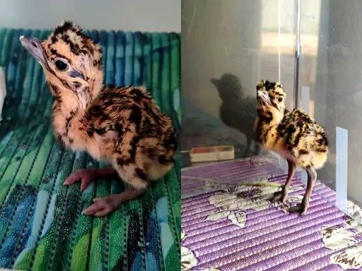 ਫੌਜ ਦੀ ਬਹਾਦਰੀ ਨੂੰ ਇੱਕ ਅਨੋਖੀ ਸਲਾਮੀ, ਗ੍ਰੇਟ ਇੰਡੀਅਨ ਬਸਟਾਰਡ ਦੇ ਚੂਚਿਆਂ ਦਾ ਨਾਮ ‘ਵਯੋਮ’ ਅਤੇ ‘ਸੋਫੀਆ’ ਰੱਖਿਆ ਗਿਆ