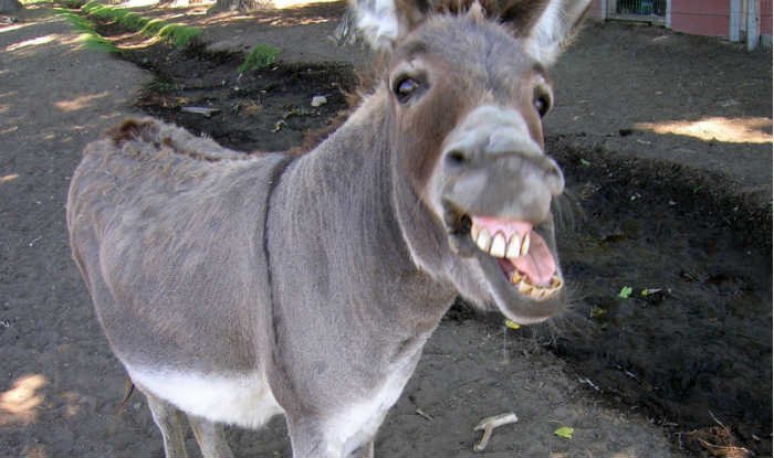 Pakistani Donkeys: ਚੀਨ ਵਿੱਚ ਪਾਕਿਸਤਾਨੀ ਗਧਿਆਂ ਦੀ ਮੰਗ ਵਧੀ, ਇੱਕ ਗਧਾ ਵੇਚ ਕੇ 2 ਲੱਖ ਰੁਪਏ ਕਮਾ ਸਕਦੇ ਹੋ