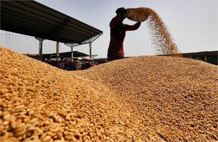Punjab: ਪੰਜਾਬ 173.41 ਲੱਖ ਮੀਟਰਕ ਟਨ ਝੋਨਾ ਅਤੇ 119 ਲੱਖ ਮੀਟਰਕ ਟਨ ਕਣਕ ਦੀ ਖਰੀਦ ਕਰਦਾ