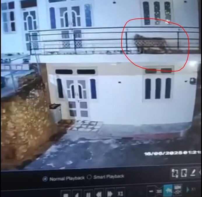 आधी रात घर में घुसे जंगली जानवर ने कुत्ते को बनाया शिकार, घटना CCTV में कैद, लोगों में दहशत का माहौल