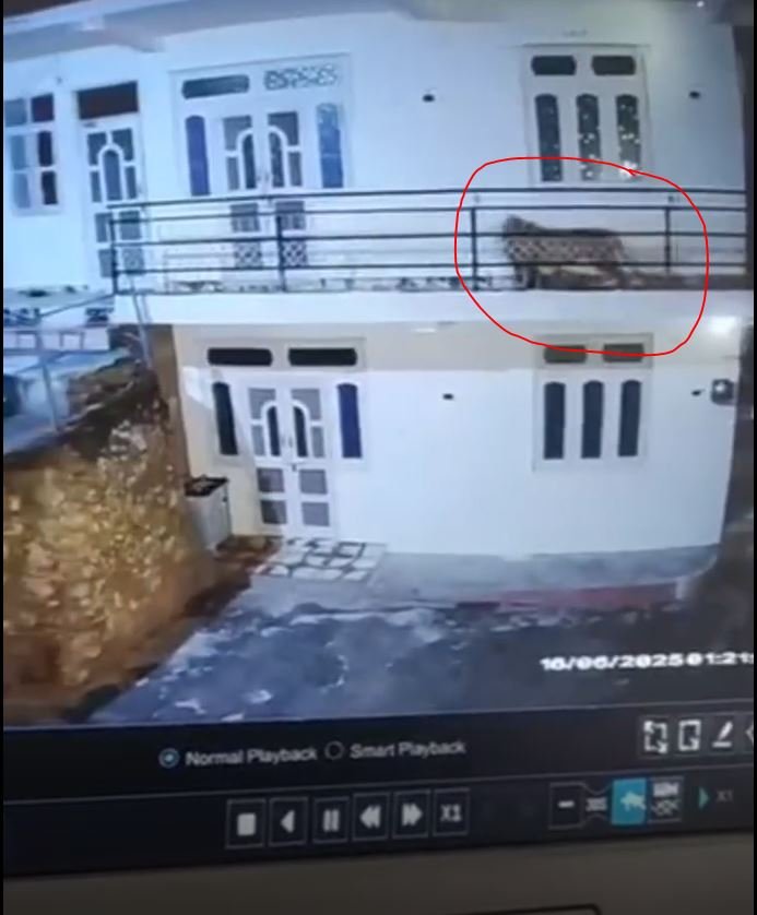 आधी रात घर में घुसे जंगली जानवर ने कुत्ते को बनाया शिकार, घटना CCTV में कैद, लोगों में दहशत का माहौल