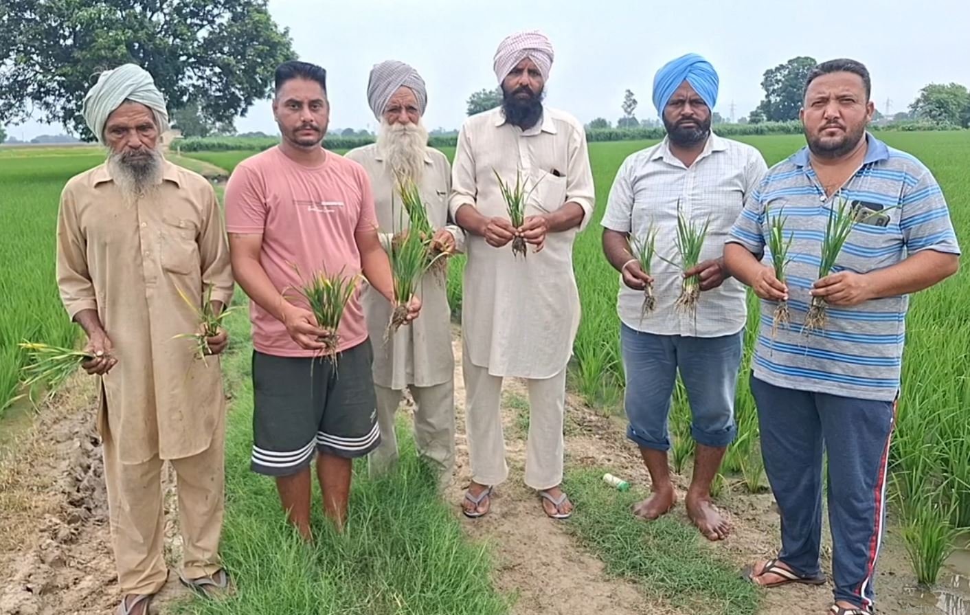 ਝੋਨੇ ਦੇ ਪੀਆਰ 131 ਬੀਜ ਦੀ ਫਸਲ ਹੋਈ ਬੋਨਾ ਵਾਇਰਸ ਦੀ ਸ਼ਿਕਾਰ, ਕਿਸਾਨ ਪਰੇਸ਼ਾਨ