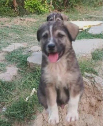 एक अकेले कुत्ते ने बचाई 67 लोगों की जान, अगर नहीं भौंकता कुत्ता तो तबाह हो जाता पूरा गांव, पढ़े हैरान कर देने वाली कहानी