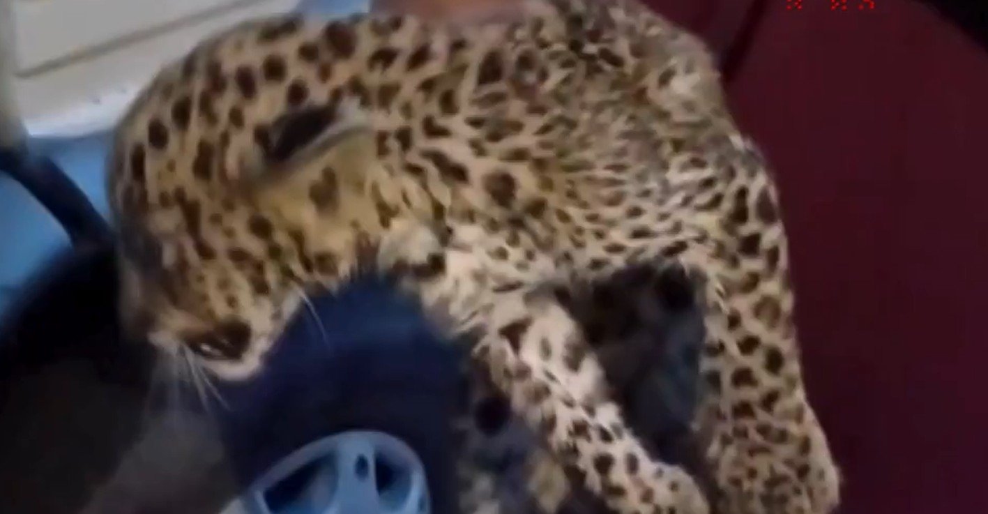 पिंजौर में शिवलोत्री मंदिर के पास नदी किनारे मिला तेंदुए का बच्चा, लोगों ने कुत्तों से बचाया