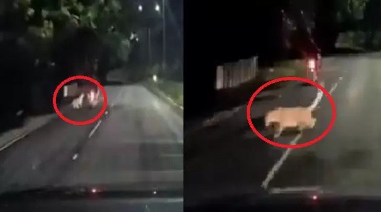 चलती बाइक पर तेंदुए ने किया हमला, तिरुपति के जू पार्क रोड की घटना का वीडियो हो रहा है खूब वायरल