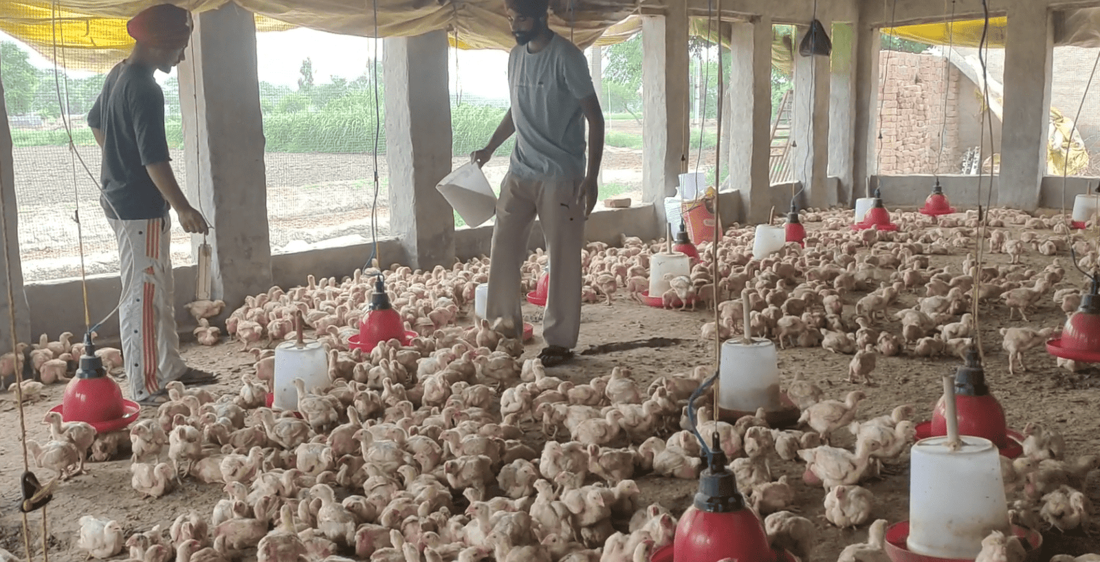 ਕੇਵਲ 6 ਏਕੜ ਜ਼ਮੀਨ, ਨਾ ਕਰਜ਼ਾ ਨਾ ਆੜਤੀ—ਮੁਰਗੀ ਫਾਰਮ ਨੇ ਕਿਸਾਨ ਤੇ ਉਸਦੇ ਪੁੱਤਰ ਦੀ ਬਦਲੀ ਜ਼ਿੰਦਗੀ