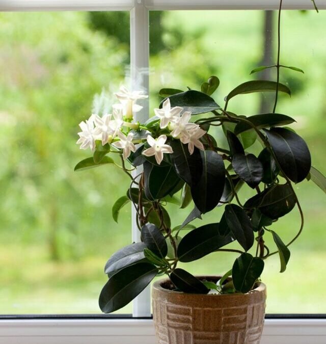 Arabian jasmine:  ਘਰ ਵਿੱਚ ਇਸ ਦਿਸ਼ਾ ਵਿੱਚ ਇਸ ਪੌਦੇ ਨੂੰ ਲਗਾਓ, ਤੁਹਾਡੇ ਅਤੇ ਤੁਹਾਡੇ ਜੀਵਨ ਸਾਥੀ ਵਿਚਕਾਰ ਦੂਰੀ ਖਤਮ ਹੋ ਜਾਵੇਗੀ