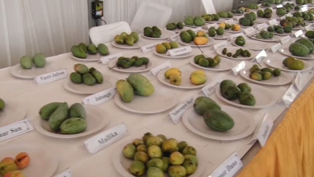 32वां मेंगो मेला: आमों के शौकीन लोगों ने मेंगो मेले के दूसरे दिन भी चखा आमों की विभिन्न किस्मों का स्वाद