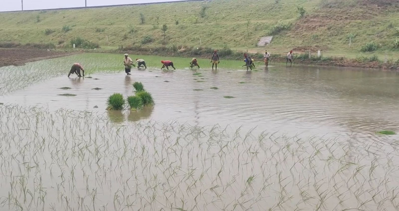 ਮੀਂਹ ਪੈਣ ‘ਤੇ ਕਿਸਾਨਾਂ ਦੇ ਚੇਹਰਿਆਂ ‘ਤੇ ਆਈ ਰੌਣਕ, ਝੋਨੇ ਦੀ ਲਵਾਈ ‘ਚ ਹੋਏ ਵਾਧੇ ਨਾਲ ਹੋਈ ਧਰਤੀ ਹੇਠ ਪਾਣੀ ਦੀ ਬੱਚਤ