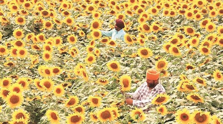 हरियाणा में किसानों के लिए खुशखबरी, सीएम ने बढ़ाई सूरजमुखी खरीद की तारीख, ₹7280 MSP तय