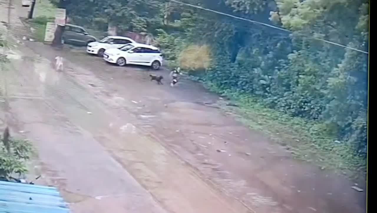 ਕੁੱਤਿਆਂ ਨੇ 10 ਸਾਲਾ ਮਾਸੂਮ ‘ਤੇ ਕੀਤਾ ਹਮਲਾ, ਸਥਾਨਕ ਲੋਕਾਂ ਨੇ ਜਤਾਇਆ ਗੁੱਸਾ, ਦੇਖੋ ਵੀਡੀਓ