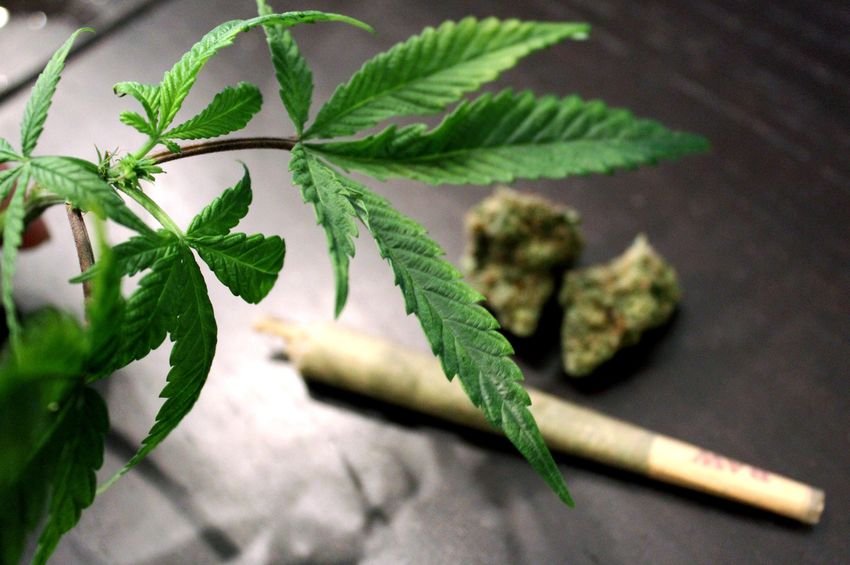 ਭੰਗ ਖਾਣਾ ਬਣ ਸਕਦਾ ਭਿਆਨਕ ਕੈਂਸਰ ਦਾ ਕਾਰਨ ! ਸਿਗਰਟ ਪੀਣ ਨਾਲੋਂ ਜ਼ਿਆਦਾ ਖ਼ਤਰਨਾਕ ਹੈ ਭੰਗ ਖਾਣਾ