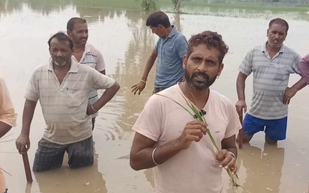 ਸਰਹੱਦੀ ਪਿੰਡਾਂ ’ਚ ਮੁੜ ਹੜ੍ਹ ਨੇ ਮਚਾਈ ਤਬਾਹੀ , ਪਿੰਡ ਰਾਮ ਸਿੰਘ ਭੈਣੀ ਅਤੇ ਆਸਪਾਸ ਦੀ 250 ਏਕੜ ਫ਼ਸਲ ਬਰਬਾਦ