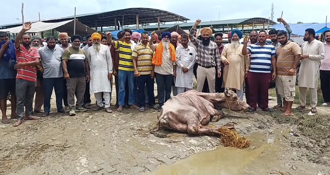 ਫਤਿਹਗੜ੍ਹ ਸਾਹਿਬ ਦੀ ਪਸ਼ੂ ਮੰਡੀ ਬੇਹਾਲ: ਯੋਗ ਸਹੂਲਤਾਂ ਦੀ ਘਾਟ ਕਾਰਨ ਕਿਸਾਨ ਤੇ ਵਪਾਰੀ ਪਰੇਸ਼ਾਨ