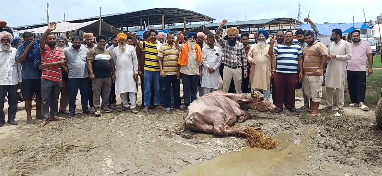 ਫਤਿਹਗੜ੍ਹ ਸਾਹਿਬ ਦੀ ਪਸ਼ੂ ਮੰਡੀ ਬੇਹਾਲ: ਯੋਗ ਸਹੂਲਤਾਂ ਦੀ ਘਾਟ ਕਾਰਨ ਕਿਸਾਨ ਤੇ ਵਪਾਰੀ ਪਰੇਸ਼ਾਨ