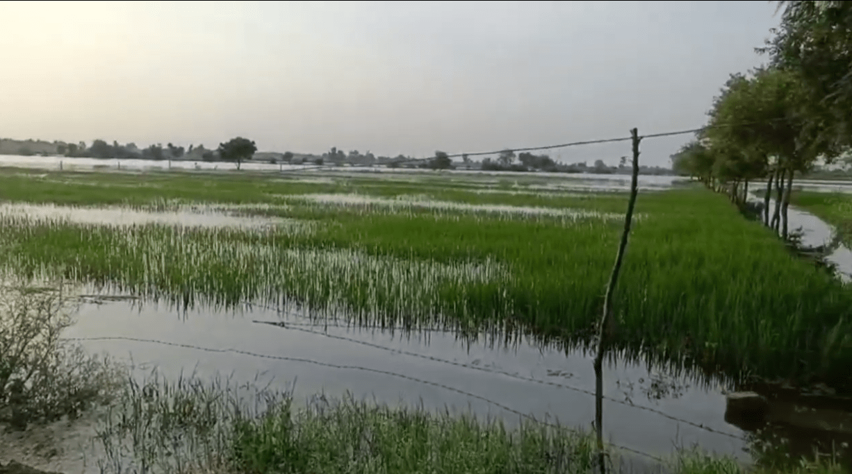 ਫਾਜ਼ਿਲਕਾ ਦੇ ਤਿੰਨ ਪਿੰਡਾਂ ਦੀ 4 ਹਜ਼ਾਰ ਏਕੜ ਫਸਲ ਹੋਈ ਤਬਾਹ, ਡਰੇਨ ‘ਚ ਪਾੜ ਪੈਣ ਕਾਰਨ ਲੱਖਾਂ ਦਾ ਨੁਕਸਾਨ